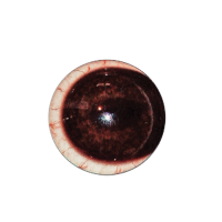 Quantum-VX Prestige - Image 2