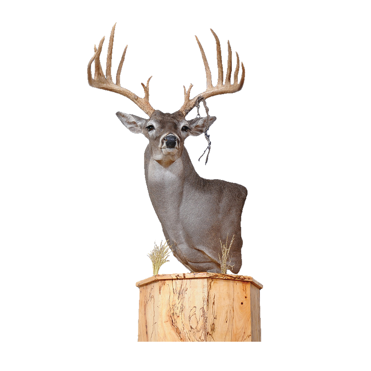 Taxidermy Single Head Table Stand Model # 312 Economy 