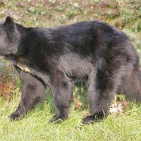 Relaxed Walking Bear - Image 3