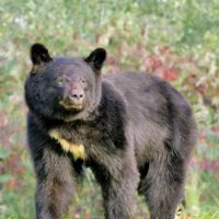 Relaxed Walking Bear - Image 2