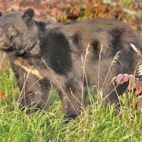 Relaxed Walking Bear - Image 4